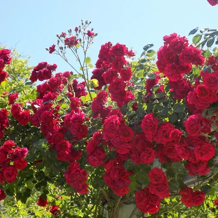 Des Roses 2* Platanias (Thessaly)