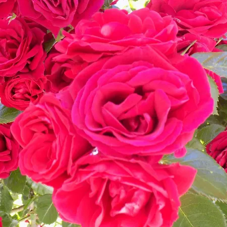 Aparthotel Des Roses 2*